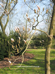 Magnolia 'Peppermint Stick' - Heester - Hortus Conclusus  - 3