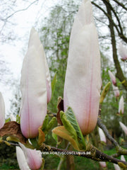 Magnolia 'Peppermint Stick' - Heester - Hortus Conclusus  - 4