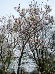 Magnolia 'Peppermint Stick' - Heester - Hortus Conclusus  - 6
