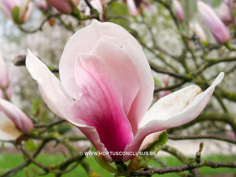 Magnolia 'Peter Smithers'