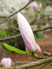 Magnolia 'Peter Smithers' - Heester - Hortus Conclusus  - 2