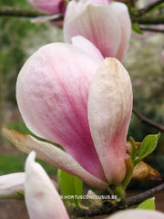 Magnolia 'Peter Smithers' - Heester - Hortus Conclusus  - 3