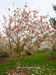 Magnolia 'Peter Smithers' - Heester - Hortus Conclusus  - 4
