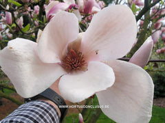Magnolia 'Peter Smithers' - Heester - Hortus Conclusus  - 5