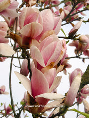 Magnolia 'Peter Smithers' - Heester - Hortus Conclusus  - 6