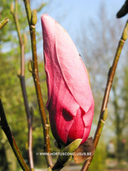Magnolia 'Philip Tregunna' - Sierboom - Hortus Conclusus  - 1