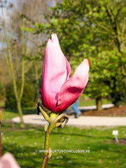 Magnolia 'Philip Tregunna' - Sierboom - Hortus Conclusus  - 3