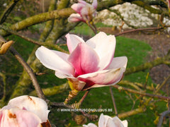 Magnolia 'Pickard's Amethyst' - Sierboom - Hortus Conclusus  - 2