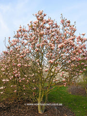 Magnolia 'Pickard's Amethyst' - Sierboom - Hortus Conclusus  - 3