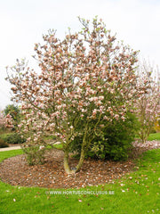 Magnolia 'Pickard's Amethyst' - Sierboom - Hortus Conclusus  - 5