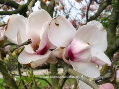 Magnolia 'Pickard's Amethyst' - Sierboom - Hortus Conclusus  - 7
