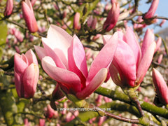 Magnolia 'Pickard's Charm' - Sierboom - Hortus Conclusus  - 3
