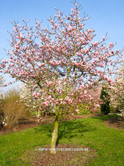 Magnolia 'Pickard's Charm' - Sierboom - Hortus Conclusus  - 4