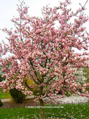 Magnolia 'Pickard's Charm' - Sierboom - Hortus Conclusus  - 5