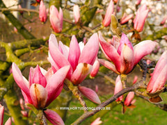 Magnolia 'Pickard's Charm' - Sierboom - Hortus Conclusus  - 6