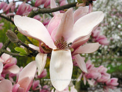 Magnolia 'Pickard's Charm' - Sierboom - Hortus Conclusus  - 7