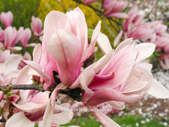 Magnolia 'Pickard's Charm' - Sierboom - Hortus Conclusus  - 8