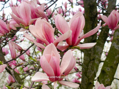 Magnolia 'Pickard's Charm' - Sierboom - Hortus Conclusus  - 9