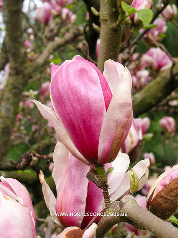 Magnolia 'Pickard's Firefly'