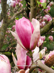Magnolia 'Pickard's Firefly' - Heester - Hortus Conclusus  - 1