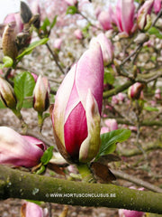Magnolia 'Pickard's Firefly' - Heester - Hortus Conclusus  - 2