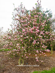 Magnolia 'Pickard's Firefly' - Heester - Hortus Conclusus  - 3