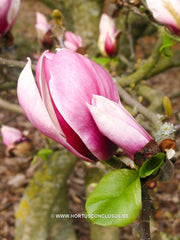 Magnolia 'Pickard's Firefly' - Heester - Hortus Conclusus  - 4