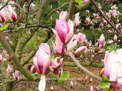 Magnolia 'Pickard's Firefly' - Heester - Hortus Conclusus  - 5