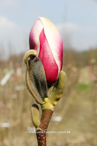 Magnolia 'Pickard's Glow'
