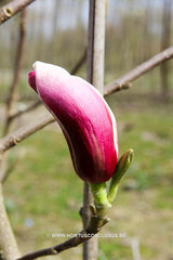Magnolia 'Pickard's Glow' - Sierboom - Hortus Conclusus  - 2