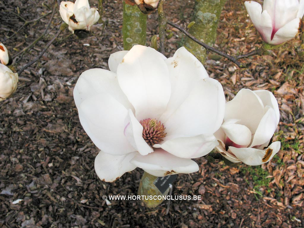 Magnolia 'Pickard's Maime' - Heester - Hortus Conclusus  - 1