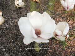 Magnolia 'Pickard's Maime' - Heester - Hortus Conclusus  - 1