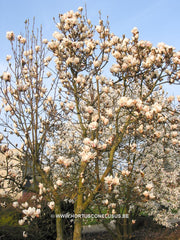 Magnolia 'Pickard's Maime' - Heester - Hortus Conclusus  - 3