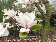 Magnolia 'Pickard's Maime' - Heester - Hortus Conclusus  - 4
