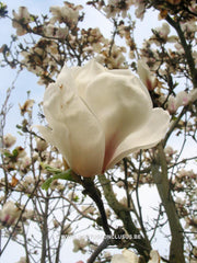 Magnolia 'Pickard's Maime' - Heester - Hortus Conclusus  - 5