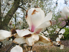 Magnolia 'Pickard's Maime' - Heester - Hortus Conclusus  - 6