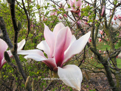 Magnolia 'Pickard's Schmetterling' - Sierboom - Hortus Conclusus  - 1