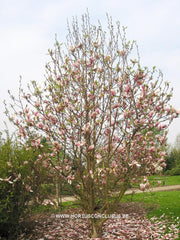 Magnolia 'Pickard's Schmetterling' - Sierboom - Hortus Conclusus  - 2