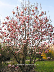 Magnolia 'Pickard's Schmetterling' - Sierboom - Hortus Conclusus  - 3