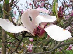 Magnolia 'Pickard's Schmetterling' - Sierboom - Hortus Conclusus  - 6