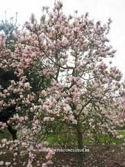 Magnolia 'Pickard's Snow Queen' - Sierboom - Hortus Conclusus  - 2