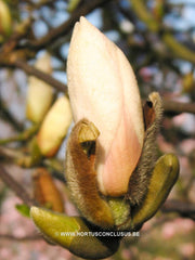 Magnolia 'Pickard's Snow Queen' - Sierboom - Hortus Conclusus  - 3