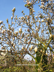 Magnolia 'Pickard's Snow Queen' - Sierboom - Hortus Conclusus  - 4