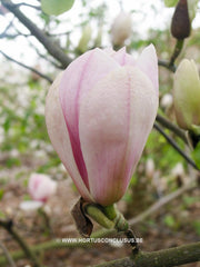 Magnolia 'Pickard's Snow Queen' - Sierboom - Hortus Conclusus  - 5
