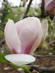 Magnolia 'Pickard's Snow Queen' - Sierboom - Hortus Conclusus  - 6