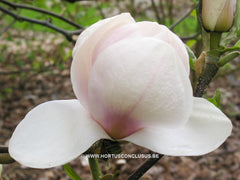 Magnolia 'Pickard's Snow Queen' - Sierboom - Hortus Conclusus  - 7