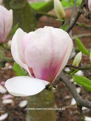 Magnolia 'Pickard's Snow Queen' - Sierboom - Hortus Conclusus  - 8