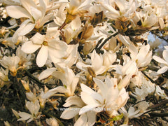 Magnolia 'Pickard's Stardust' - Sierboom - Hortus Conclusus  - 1