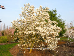 Magnolia 'Pickard's Stardust' - Sierboom - Hortus Conclusus  - 2