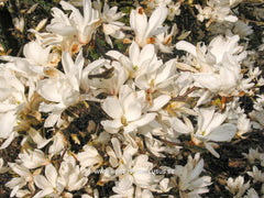 Magnolia 'Pickard's Stardust' - Sierboom - Hortus Conclusus  - 3
